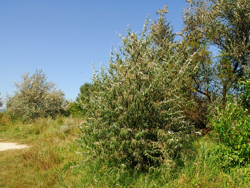 Eleagnus angustifolia